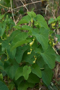 Arisolochia Clemantitis Görünümü