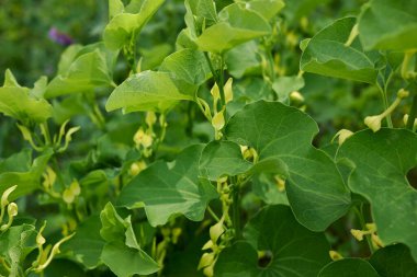 Arisolochia Clemantitis Görünümü