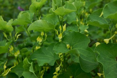 Arisolochia Clemantitis Görünümü