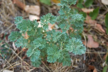 Artemisia Absinthium bitkisinin görüntüsü