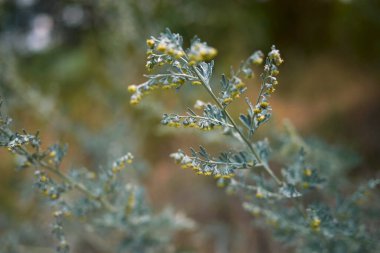 Arisolochia Littoralis infloresans Manzarası