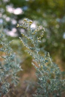 Arisolochia Littoralis infloresans Manzarası