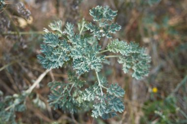 Artemisia Absinthium bitkisinin görüntüsü