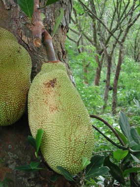 Artocarpus heterophyllus ve Jackfruit.