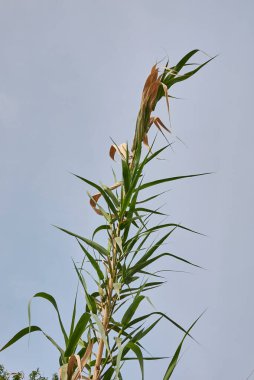 Arundo Donax taze yeşil saplı ve yapraklı.