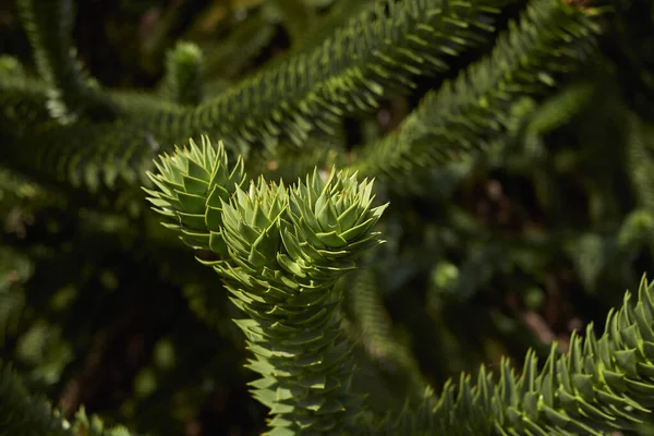 Maymun yapboz ağacının görüntüsü