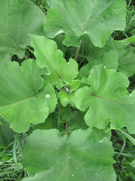Folhas Frescas Planta Arctium Lappa — Fotografia de Stock