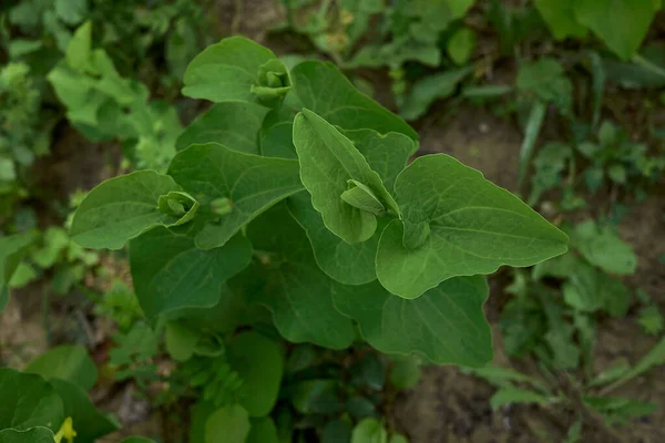 Vista Aristolochia Clemantitis — Foto de Stock