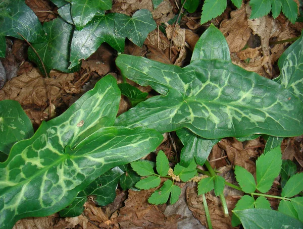 Plantas Frescas Arum Italicum — Fotografia de Stock