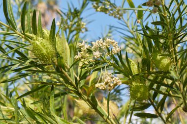 Gomphocarpus fruticosus bitkisinin görüntüsü