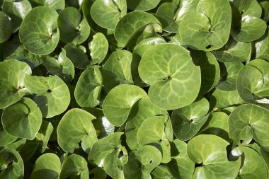 Asarum europaeum fabrikasının manzarası