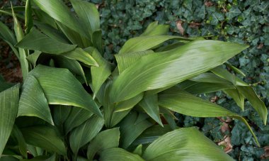 Aspidistra elatior yeşillik görüntüsü