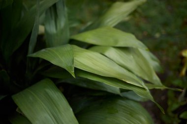 Aspidistra elatior yeşillik görüntüsü