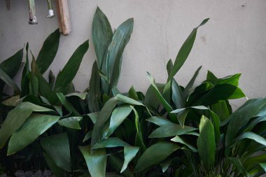 Bir çiçek tarhında Aspidistra elastior