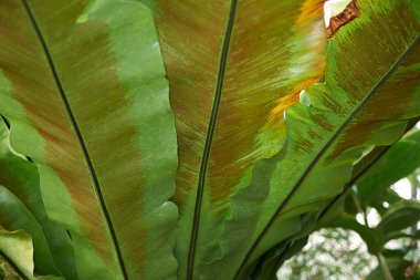 asplenyum eğreltiotu yakın çekim