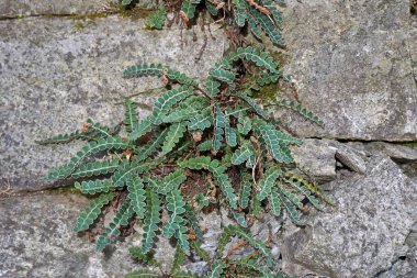 Asplenium ceterach görünümü