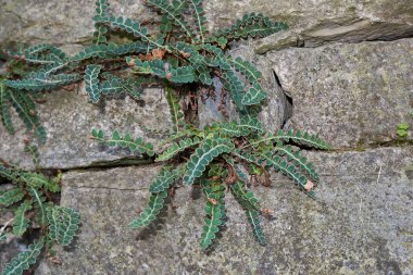 Asplenium ceterach görünümü
