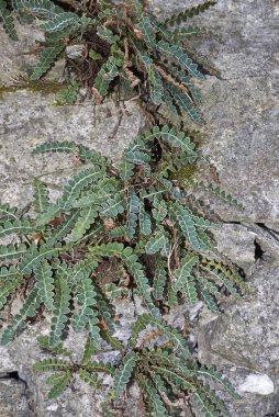 Asplenium ceterach görünümü