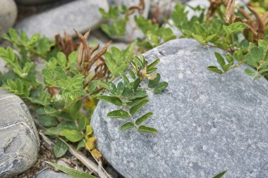 Kahverengi tohumlu astragalus glycyphyllos