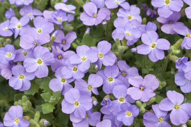 Aubrieta şişkinlik görüntüsü