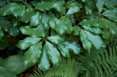 Aucuba japonica çalılarının yemyeşil yaprakları