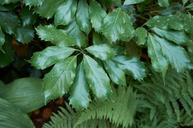 Aucuba japonica çalılarının yemyeşil yaprakları