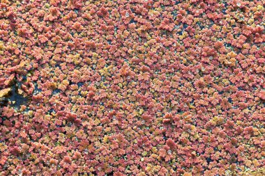 Azolla filiculoides, su bitkisi