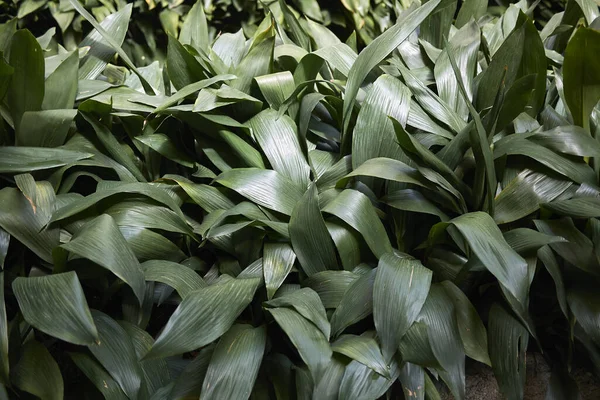 Aspidistra Elatior Parterre — Foto de Stock