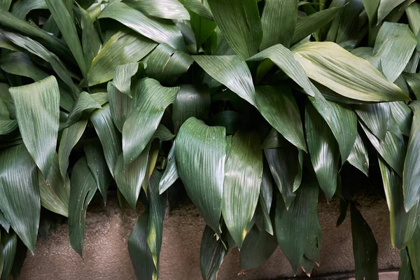 Aspidistra Elatior Parterre — Foto de Stock