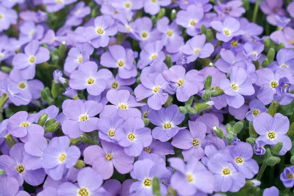 View Aubrieta Inflorescence — Stock Photo, Image