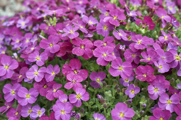 View Aubrieta Inflorescence — Stock Photo, Image