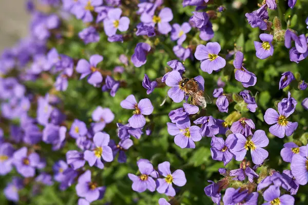 View Aubrieta Deltoidea Inflorescence — Stock Photo, Image