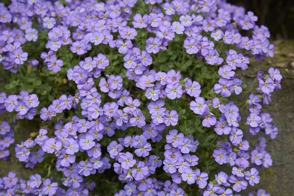 Aubrieta Deltoidea Purple Flower — Stock Photo, Image