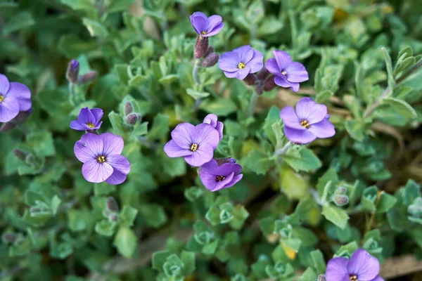 Aubrieta Deltoidea Purple Blue Flowers — Stock Photo, Image