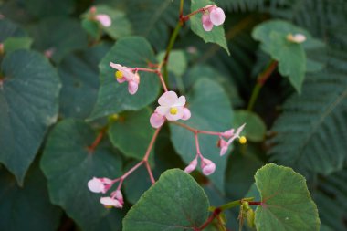Begonya grandisi çiçek açtı.