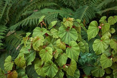 Pembe çiçekli begonya grandisi