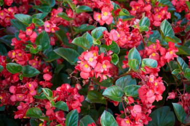 Begonya çiçeği yaklaş.