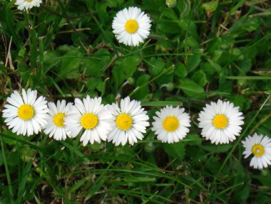 Bellisperennis, papatya çiçeği.