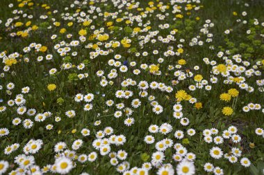 Bellisperennis, papatya çiçeği.