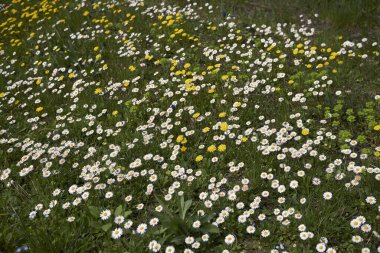 Bellisperennis, papatya çiçeği.