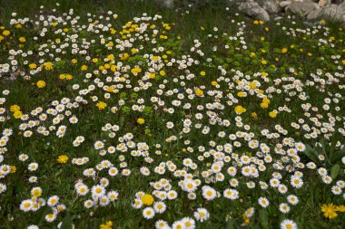 Bellisperennis, papatya çiçeği.