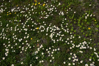 Bellisperennis, papatya çiçeği.