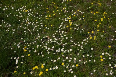 Bellisperennis, papatya çiçeği.