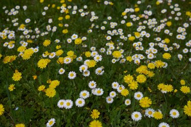 Bellisperennis ve Crepis Sancta çiçekli bahar çayırı