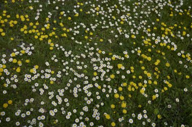 Bellisperennis ve Crepis Sancta çiçekli bahar çayırı