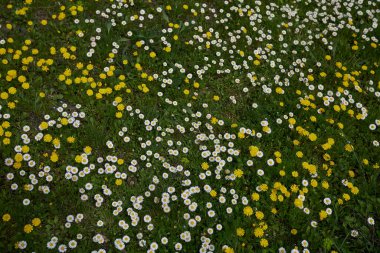 Bellisperennis ve Crepis Sancta çiçekli bahar çayırı