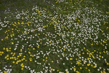 Bellisperennis ve Crepis Sancta çiçekli bahar çayırı