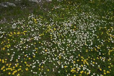 Bellisperennis ve Crepis Sancta çiçekli bahar çayırı