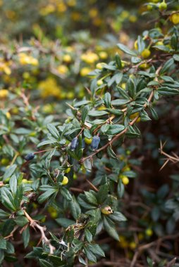 Berberis Candidula şubesi sarı çiçek ve mavi böğürtlenlerle kapanıyor
