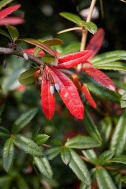 Berberis julianae Manzarası